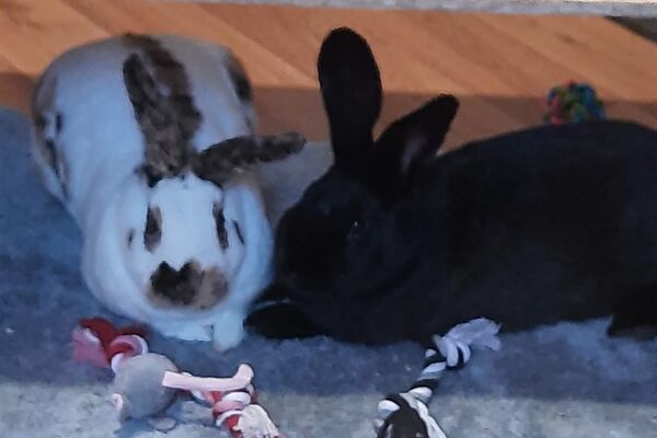 Zwei Kaninchen hocken nebeneinander auf einem Teppich. Davor Spielzeug.
