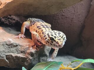 Ein Leopardengecko sitzt auf einem Stein