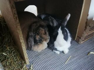 Die schwarz-weiße Posita und die braune Pinky sitzen einträchtig nebeneinander unter einer Holzüberdachung.