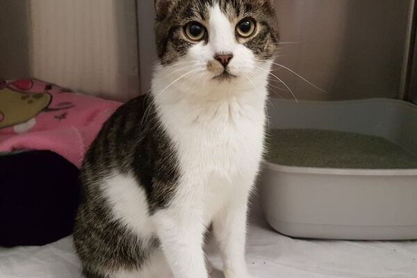 Eine weiß-grau-getigerte Katze sitzt vor einer Katzentoilette. Hinten ein rosa Deckchen.