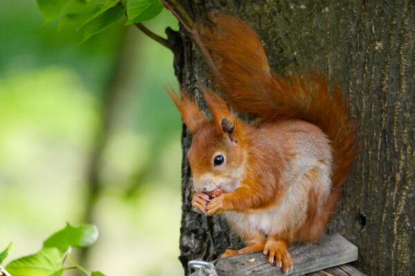 Ein Eichhörnchen sitzt an einem Baumstamm angebrachten Holzkasten und knabbert an einer Nuss.