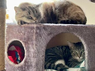 Eine grau-getigerte Katze liegt in einer hellbraunen Katzenhöhle. Darauf liegt schlafend eine weitere Katze.
