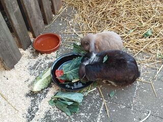 Ein schwarzes und ein braunes Kaninchen fressen gemeinsam aus einem Napf Gemüseblätter. Im Hintergrund Stroh.