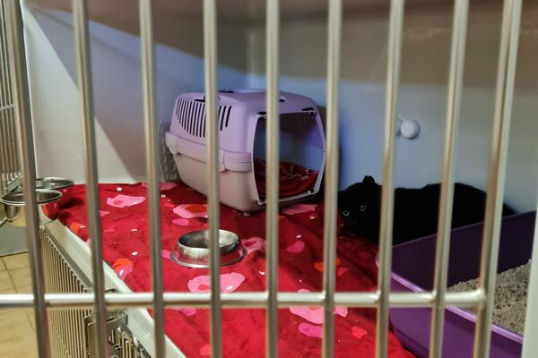 Eine schwarze Katze liegt in einer hellen Quarantänebox, die mit einem roten Deckchen ausgelegt ist. Es befindet sich dort ebenfalls eine Katzentoilette und ein Schlafkorb.