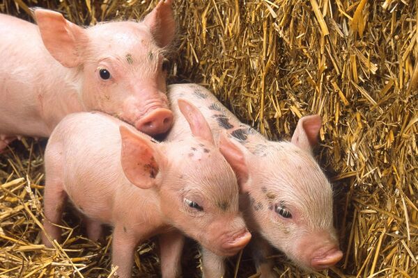 Drei Ferkel stehen dicht zusammen vor einem Strohballen