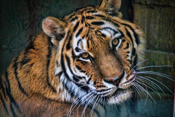 Portrait eines Tigers vor Steinmauern.