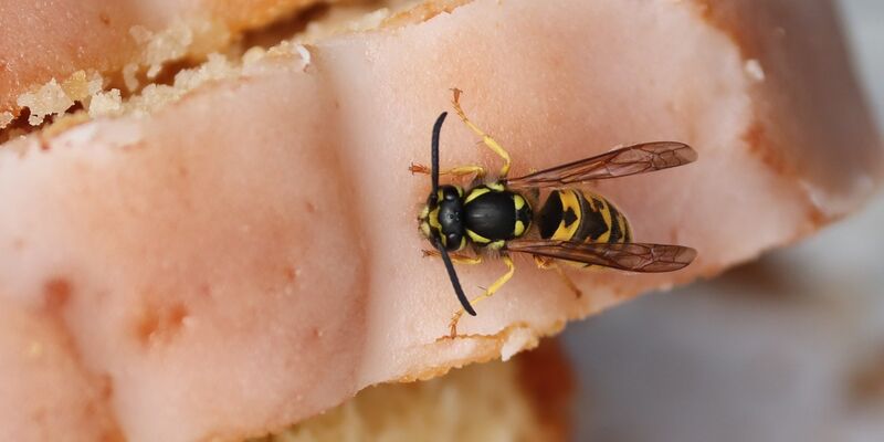 Eine Wespe sitzt auf der Glasur einer Scheibe hellen Rührkuchens.