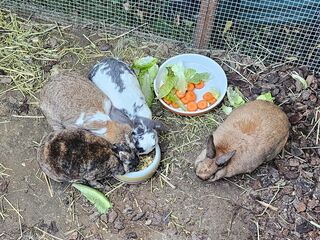 Vier Kaninchen sitzen in ihrem Gehege um zwei Futternäpfe mit Möhren, Salat und Trockenfutter herum.