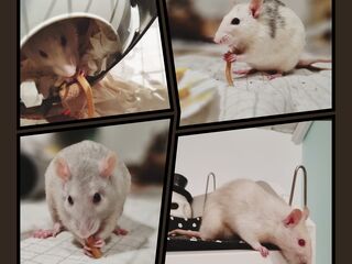 Eine Collage mit vier Bildern von Ratten.