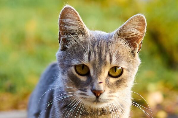 Eine graugetigerte Katze steht draußen auf einem Weg mit Herbstlaub.