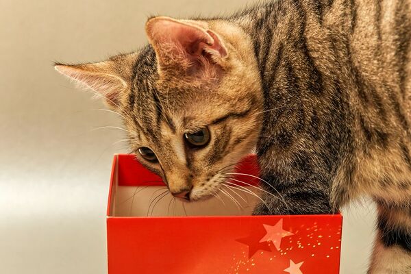 Katze schaut in Geschenkkarton