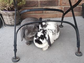 Die Kaninchen Gimini und Socke sitzen aneinander gekuschelt unter einem Gartenstuhl.