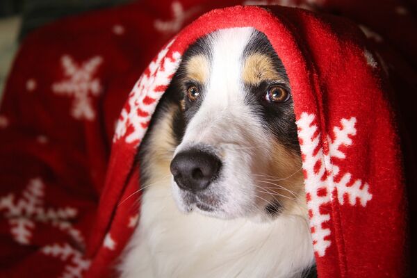 Ein Hundekopf, eingehüllt in eine rote Decke mir weißem Eiskristallmuster.