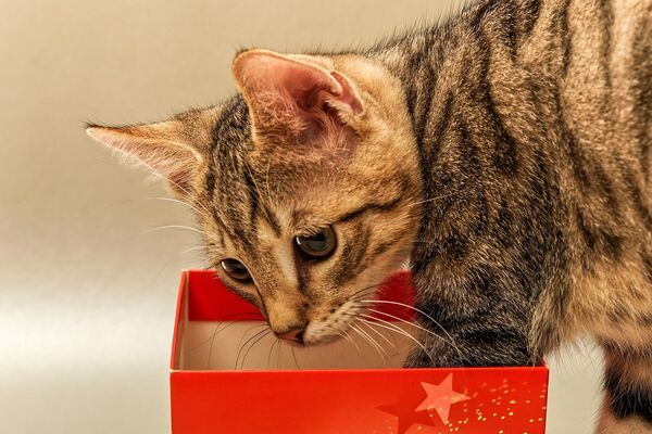 Eine grau-getigerte Katze greift mit einer Pfote in einen roten, mit Sternen bedruckten Karton.