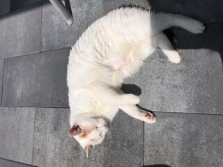Eine weiße Katze liegt draußen schlafend auf einem grauen Steinboden in der Sonnee
