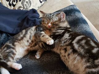 Zwei graugetigerte Kitten liegen mit den Köpfen aneinandergekuschelt und mit den Vorderpfoten umschlungen auf einer blauen  Decke.Decke.