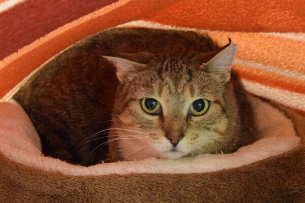 Eine grau-getigerte Katze liegt in einem flauschigen rosafarbenen Körbchen.