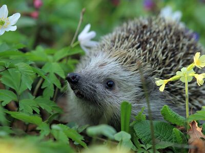 Ein Igel streift durch niedrige Blühpflanzen.