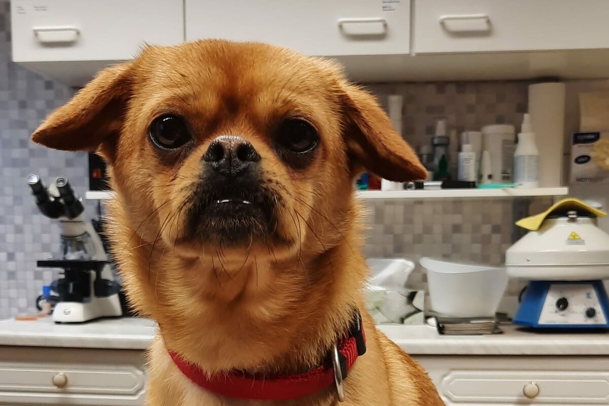 Ein kleiner brauner Hund mit gekrümmten Vorderbeinen sitzt auf dem Behandlungstisch einer Tierarztpraxis.
