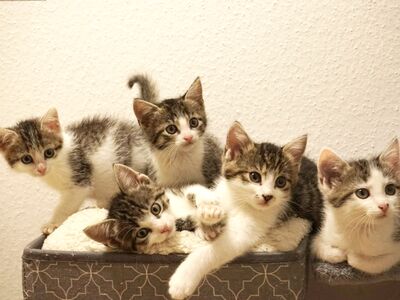 Fünf Kitten in einem Körbchen aus Stoff.
