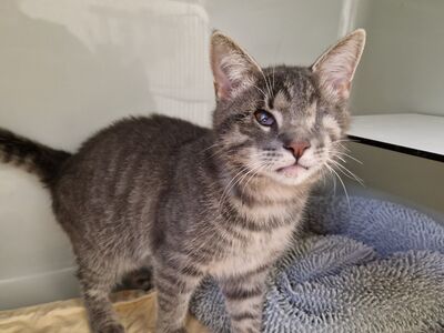 Ein kleiner graugetigerter Kater in einer mit Deckchen ausgelegten Quarantänebox.