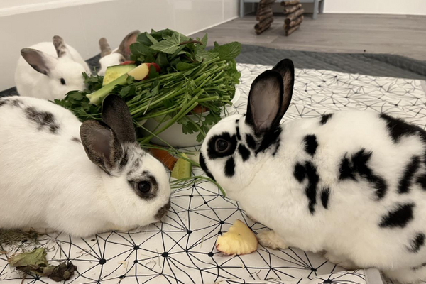 Zwei Kaninchen drinnen auf einer Decke, hinten ein weißes Näpfchen mit Grünfutter, Obst und Gemüse.