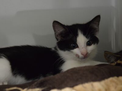 Ein schwarz-weißer Kater mit fleckigem Schnäuzchen auf einer Decke liegend.
