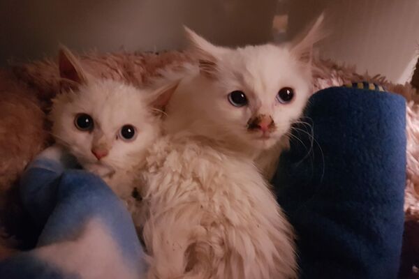 Zwei weiße Kitten eingekuschelt in Decken und Fell.