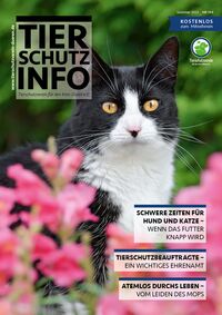 Titel der Tierschutz-Info mit Headlines einiger Themen sowie dem Foto einer schwarz-weißen Katze, die zwischen rosa Blüten sitzt.