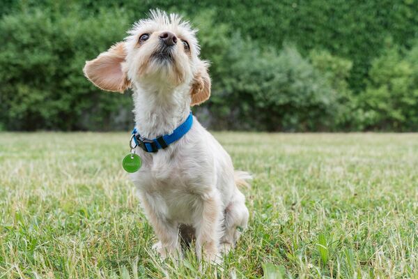 Hund mit "FINDEFIX" Plakette