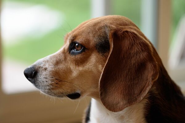 Beagles werden häufig zu Versuchszwecken missbraucht