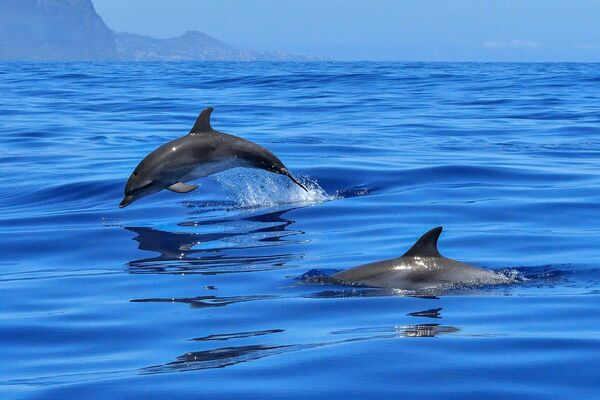 Delfine verenden häufig als Beifang