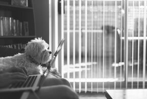 Hund leistet Gesellschaft im Homeoffice