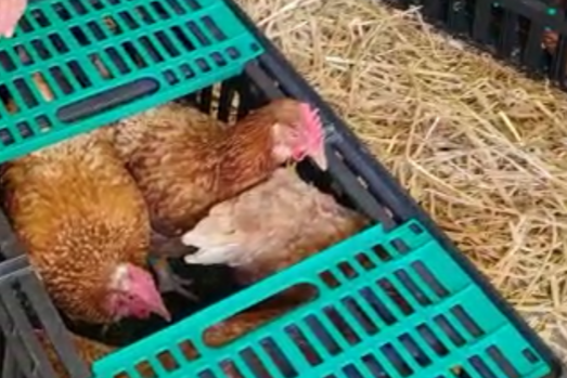 Hühner finden ein neues Zuhause bei uns