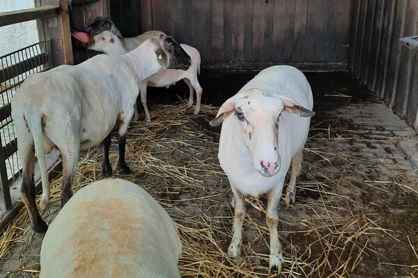 Eine Gruppe bereits geschorener Schafe im Stall.