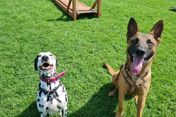 Malinois-Rüde Jack und eine Dalmatiner Hündin sitzen friedlich auf der Hundewiese im Tierheim