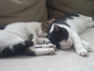 Zwei schwarz weiße Katzen liegen auf einer hellen Couch mit dem Kopf aneinander gekuschelt.