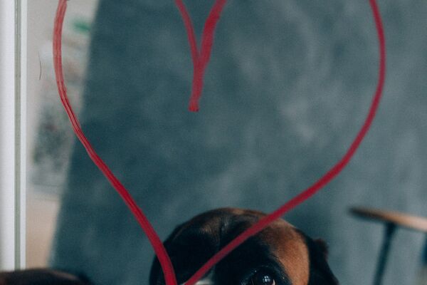 Ein schwarz-brauner Hund schaut in einen Spiegel auf den ein Herz gemalt ist.