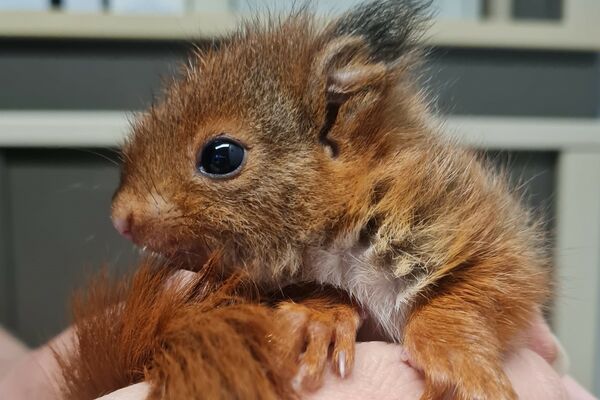Ein Eichhörnchenkind wird in einer Hand gehalten.