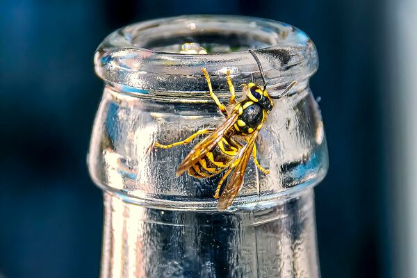 Großaufnahme einer Wespen, die an einem transparenten Flaschenhals sitzt.