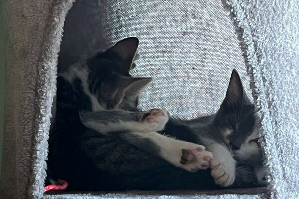 Zwei trikolor-Kitten schlafen in einer flauschigen Katzenhöhle.
