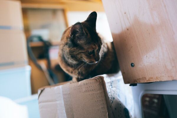 Eine trikolor-Katze, sitzend auf einem Pappkarton, daneben Teile eines Möbelstück und eines Elektrogeräts.