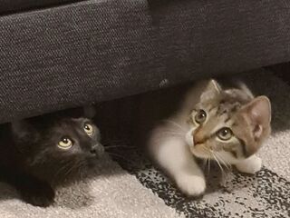 Zwei Jungkatzen liegen nebeneinander auf einem Teppich unter einem Bett, ihre Köpfchen schauen schüchtern heraus.