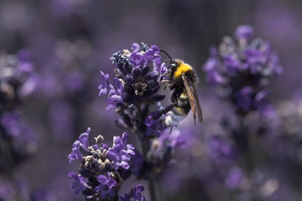 Eine Biene sitzt auf einer lilafarbenen Blüte.