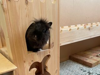 Ein schwarzes Kaninchen schaut im Innengehege aus einem Holzhäuschen heraus.