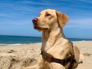 Ein hellbrauner Hund mit dunklem Halti liegt im Sand am Meer.