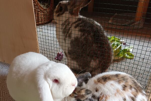 Drei Kaninchen in einem Gehege mit einigen Salatblättern.