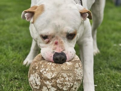 Ein großer weißer Hund auf einer Wiese mit einem abgenutzten Fußball im Maul.