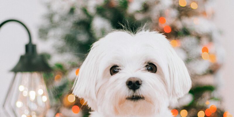 Kleiner weißer Hund sitzt vor einem weihnachtlich geschmückten Tannenbaum, daneben mehrere Orangen und Weihnachtsdeko.