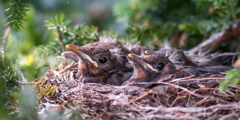 Mehrere Jungvögel in einem Nest, welches sich in einem Nadelbaum befindet.